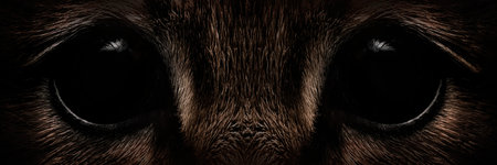 black eyes of a shaggy beast close-up