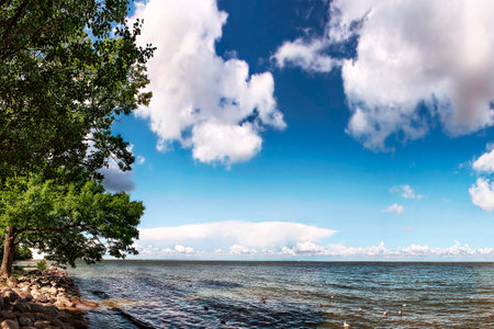 Green deciduous tree at the edge of the water on the shoreの写真素材