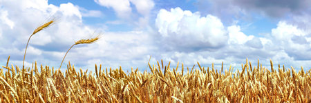ears of wheat against the sky with cloudsの写真素材