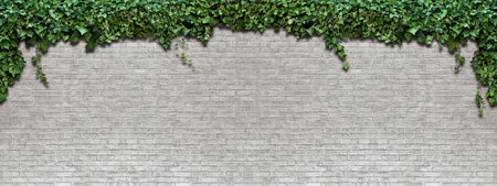 Panorama climbing plant on the white brick wallの写真素材