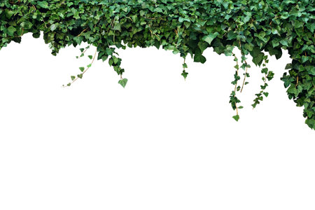 frame of the climbing plant isolated on white backgroundの写真素材