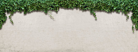 Panorama climbing plant on the white plaster wallsの写真素材