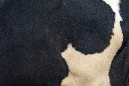 The Leather texture closeup with detail .の写真素材