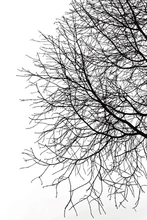 This is Dead branch on white background i take photo on clear sky by speed shutter high and iso lowの写真素材