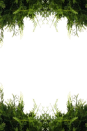 Green leaves from the tamarind leaves on a white background beliefs of the people of Asia and the tamarind tree is sacred.の写真素材