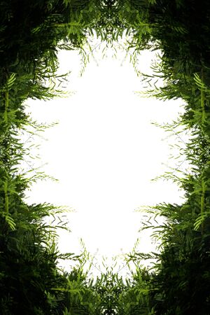 Green leaves from the tamarind leaves on a white background beliefs of the people of Asia and the tamarind tree is sacred の写真素材
