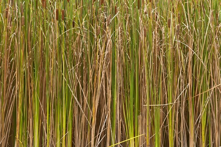 Cattail grass that once the waterfront is the weeds.の写真素材
