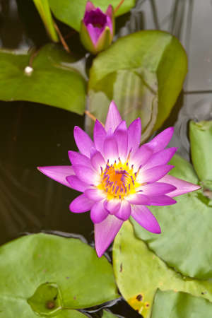 Beautiful pink water lily in the sun in the morning.の写真素材