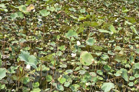 The white  lotus pond is dryingの写真素材