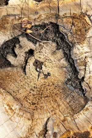 Top view of a tree stump very oldの写真素材
