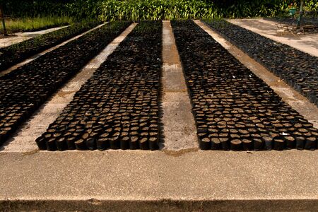 Seeding bag for the seedlings to grow further の写真素材