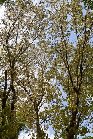 forest trees pho nature green wood on sunlight backgrounds  の写真素材