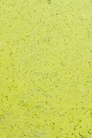Mosquito fern at the same rate from a high angle makes it seem like it a lot の写真素材