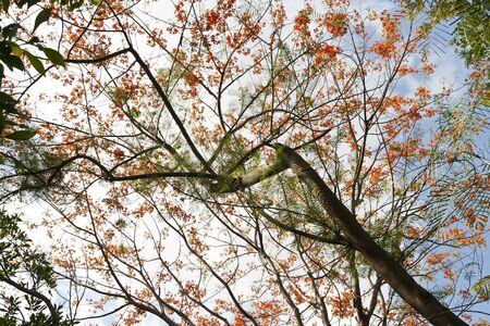 forest trees  nature green wood on sunlight backgrounds  の写真素材