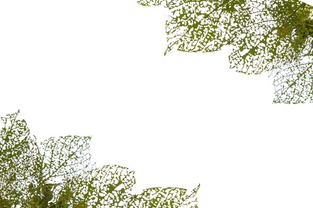 leaf texture you can see insect eat itの写真素材