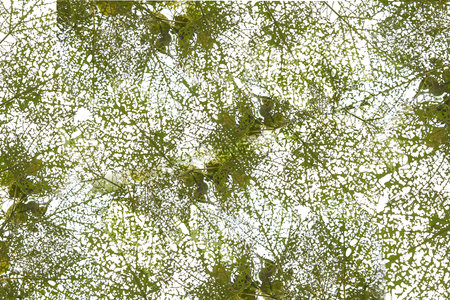leaf texture you can see insect eat it