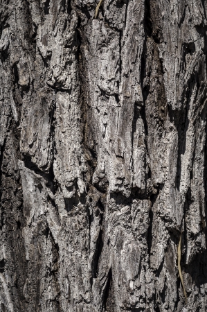Texture - a bark of an old treeの写真素材