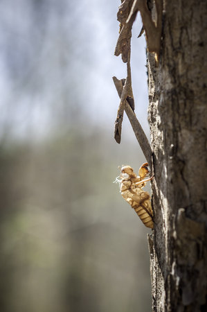 Cicada shell on old  bark tree