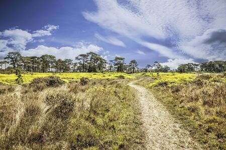 Beautiful  landscape Phu Kradung in thailandの写真素材
