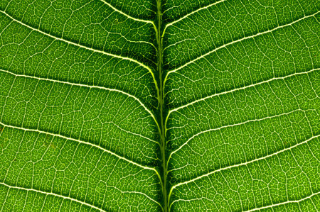 Full Frame Green leaf background  