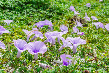 Ground violet  Glory in sunlight  の写真素材