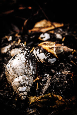 Still life Photos of shells that fire burning の写真素材