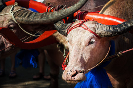 Asian White buffalo