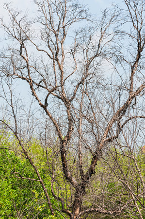 Dead tree On A Hill different .の写真素材