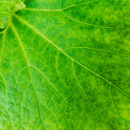 Green Leaf Macro Closeup Background Texture