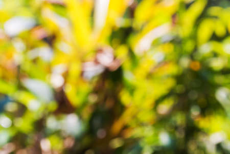Background blur of nature in spring .の写真素材