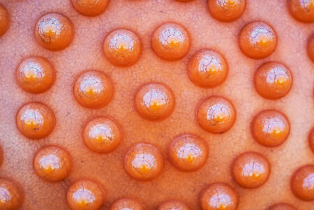 Plastic dots with sun light .の写真素材