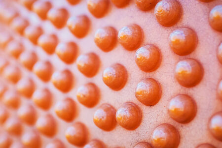 Plastic dots with sun light .の写真素材