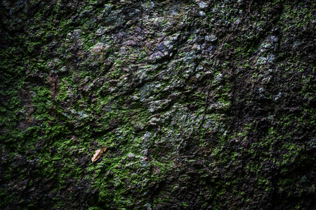 Stone texture with moss .の写真素材