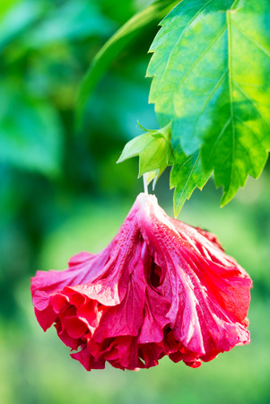 Drop Fall rosa-sinensis with green leaf .の写真素材