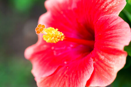 Hibiscus Rosa-Sinensis in morning .の写真素材