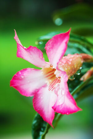 Hibiscus Rosa-Sinensis in morning .の写真素材