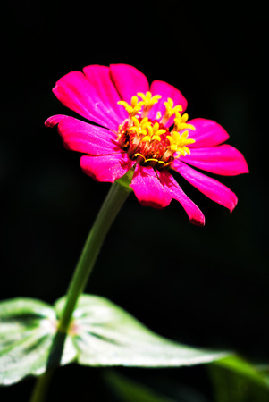 An Calendula officinalis blossoms . flowerの写真素材