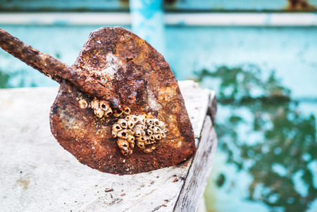 old propellers with rustry and animal sea .の写真素材