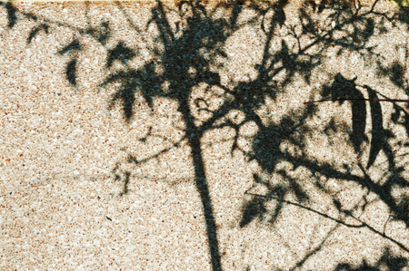 andscape nature aspen trees abstract .の写真素材