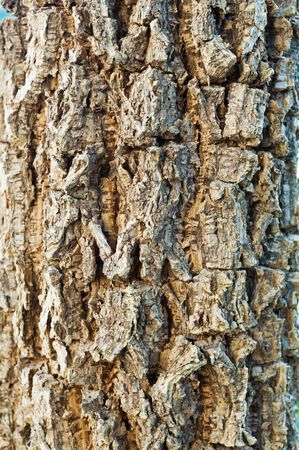 Old wood background drop shadow soft ligh .の写真素材