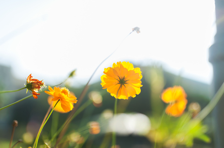 An Calendula officinalis blossoms . flowerの写真素材