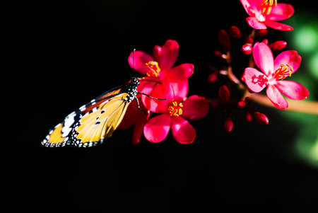 Patch Butterfly on green leaf .の写真素材