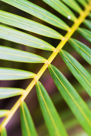 Green Leaves with nature more detail .の写真素材