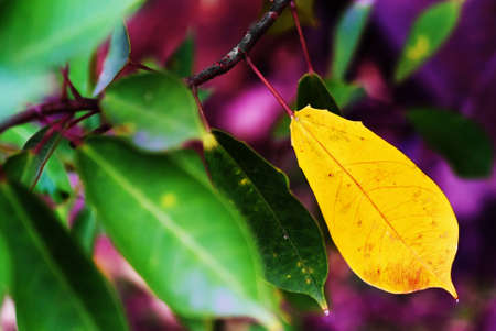 Rain on a green leaf .の写真素材