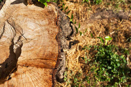 An Tree Stump nature place . feeling sadの写真素材