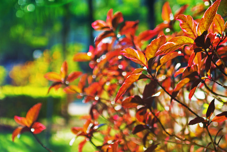 Background blur of nature in spring .の写真素材