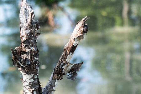 An dead tree in row light .の写真素材