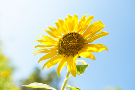 Field of yellow sunflowers in sun light .の写真素材