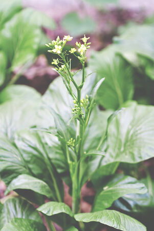 An Chinese vegetable: Choy sum .の写真素材