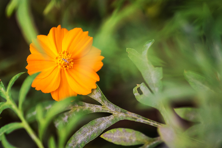 An Calendula officinalis blossoms . flowerの写真素材